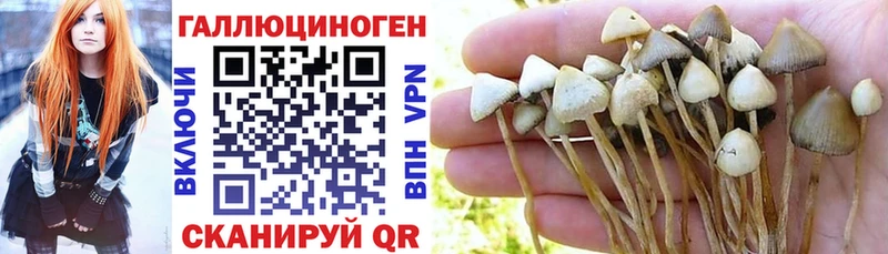 Купить закладки  Ершов  Псилоцибиновые грибы GOLDEN TEACHER 